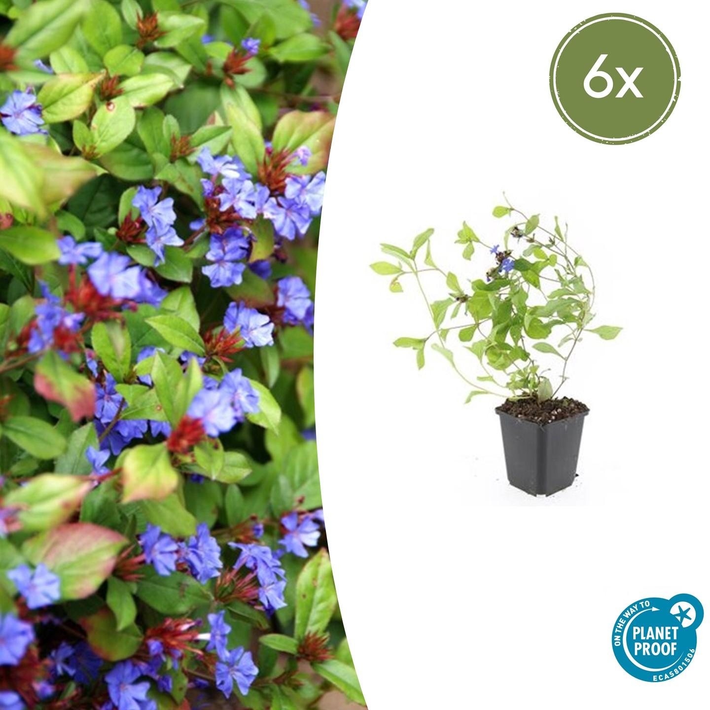 Garden basics 6x Ceratostigma plumbaginoides - ↕10-25cm - Ø9cm (46874)