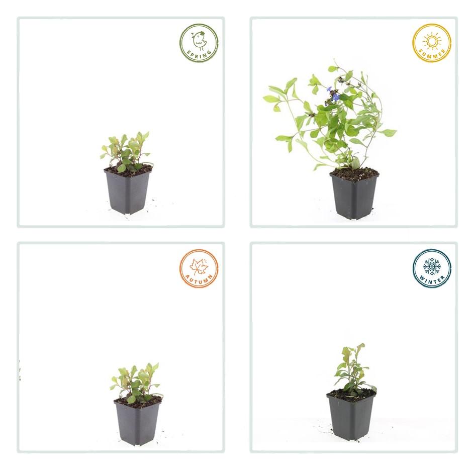 Garden basics 6x Ceratostigma plumbaginoides - ↕10-25cm - Ø9cm (46874)