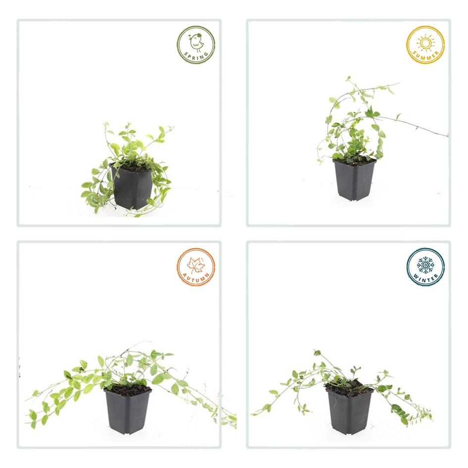 Garden basics 6x Vinca minor 'Aureovariegata' - ↕10-25cm - Ø9cm (48025)