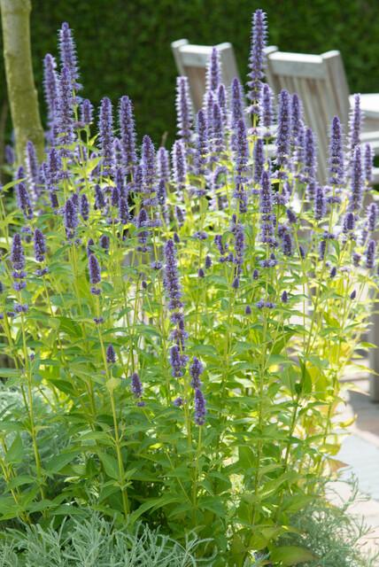 Garden basics 24x Agastache 'Black Adder' - ↕10-25cm - Ø9cm (50356)