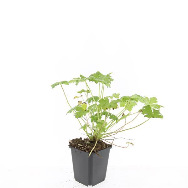 Garden basics 48x Geranium 'Tiny Monster' - ↕10-25cm - Ø9cm (50435)