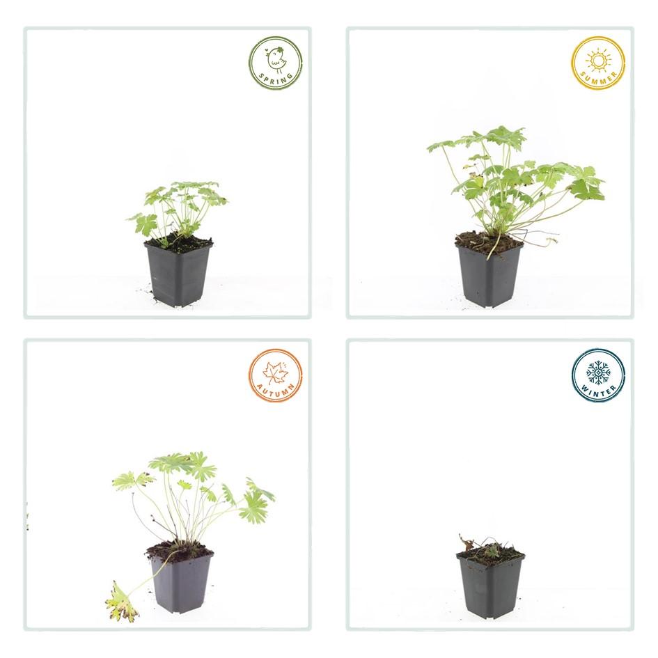 Garden basics 48x Geranium 'Tiny Monster' - ↕10-25cm - Ø9cm (50435)