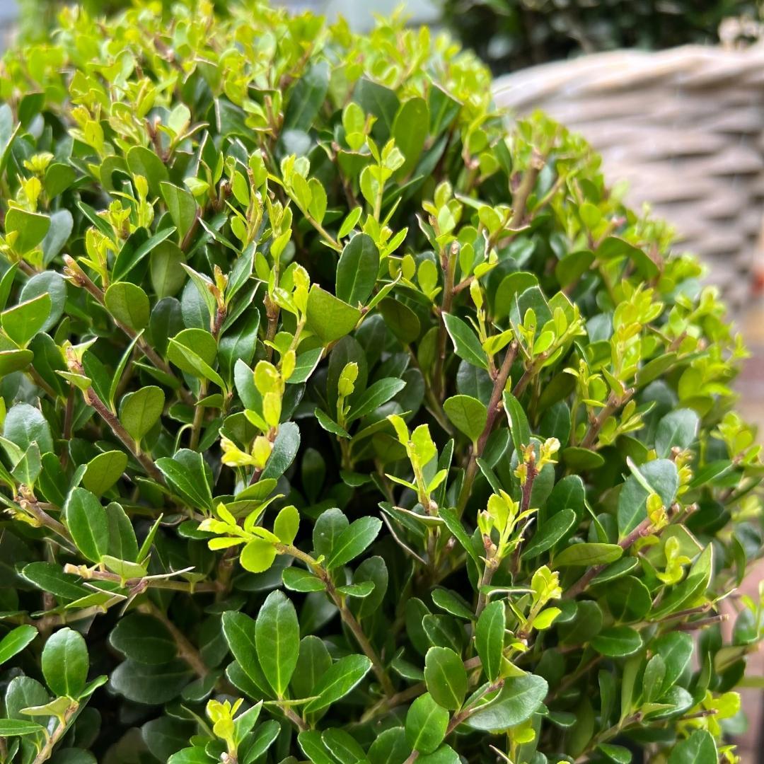 Plants by frank 2x Ilex crenata 'Jenny' bol in rietenmand | set van 2 stuks | 20 cm Ø diameter (8721001420360)