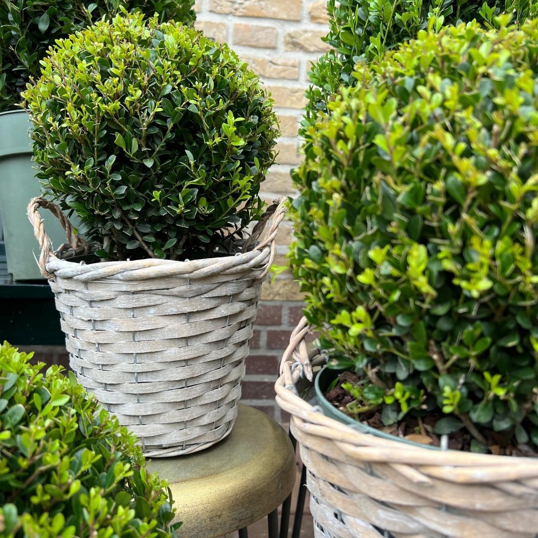 Plants by frank 2x Ilex crenata 'Jenny' bol in rietenmand | set van 2 stuks | 20 cm Ø diameter (8721001420360)