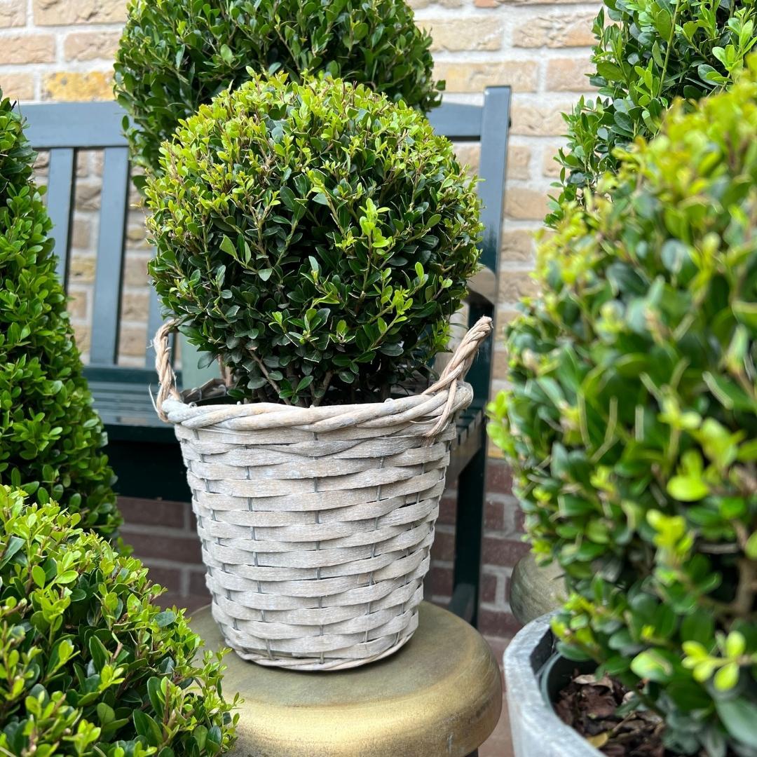 Plants by frank 2x Ilex crenata 'Jenny' bol in rietenmand | set van 2 stuks | 20 cm Ø diameter (8721001420360)