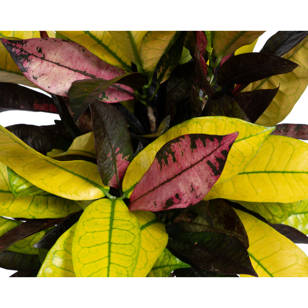 Codiaeum 'Croton' Iceton Ø17cm - ↕40 (4250308316730)