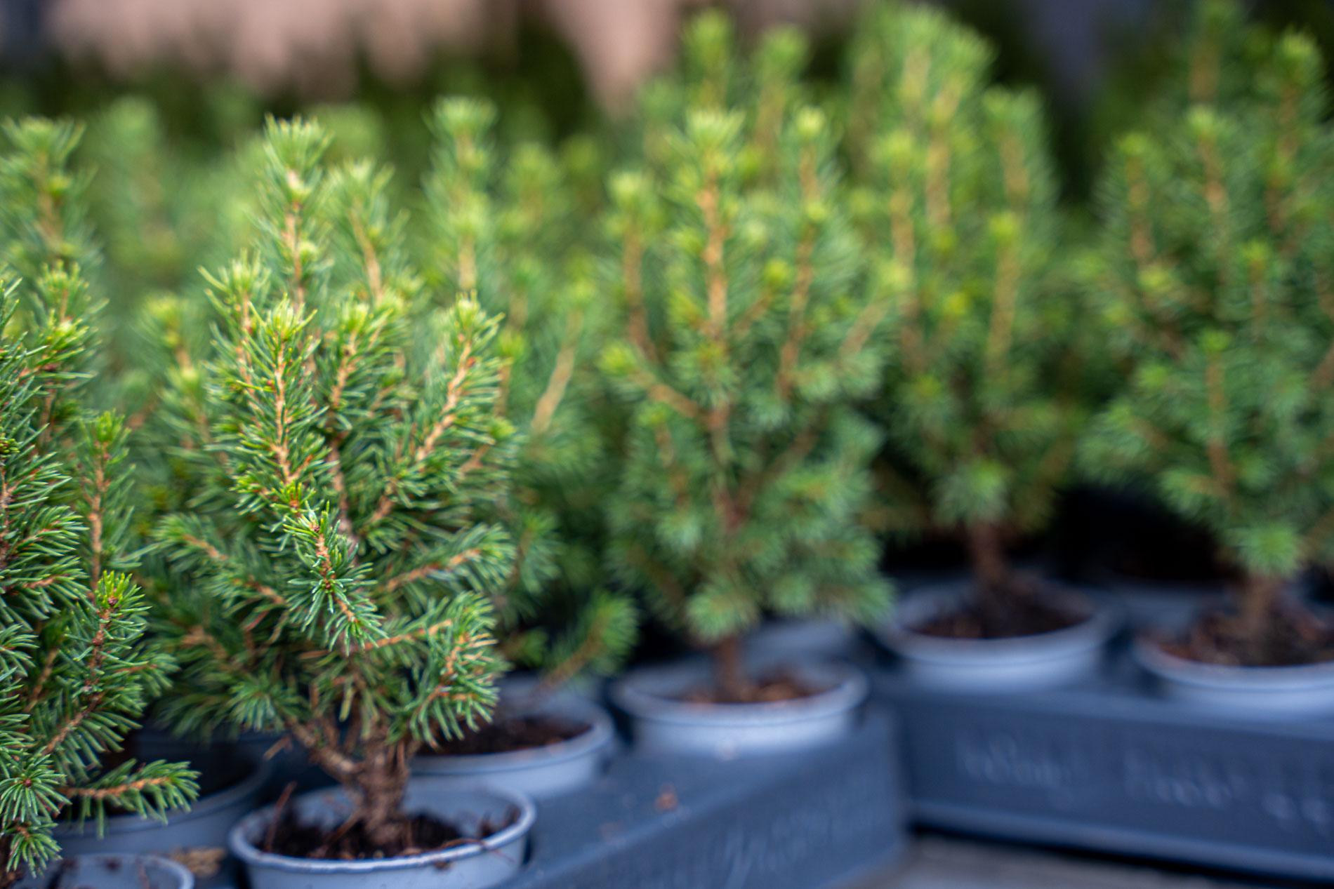 3x Mini-kerstboom - ↑15-20 cm - Ø 6 cm Picea Glauca Perfecta (8720872025360)