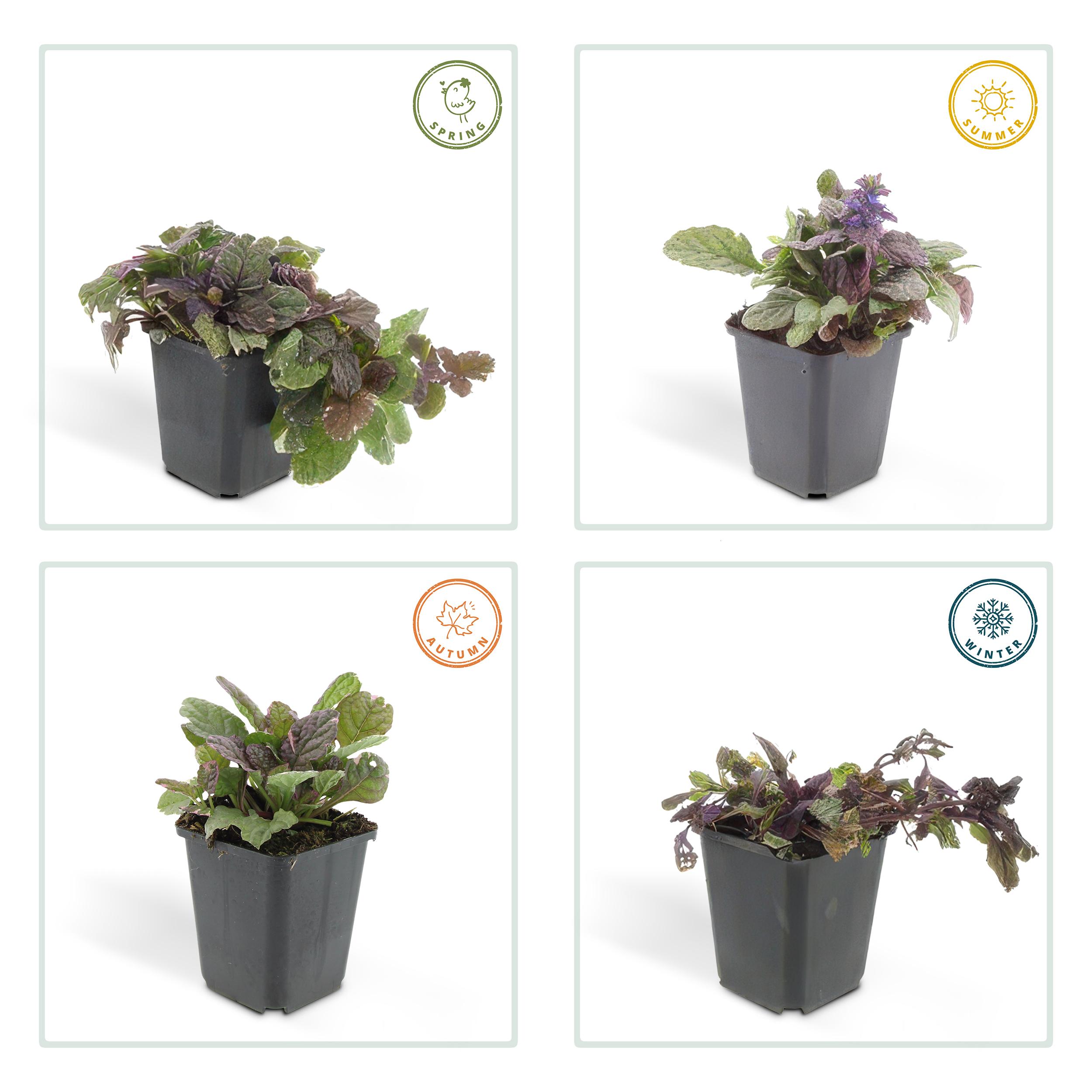 Garden basics 60x Ajuga reptans 'Burgundy Glow' - ↕10-25cm - Ø9cm (47573)