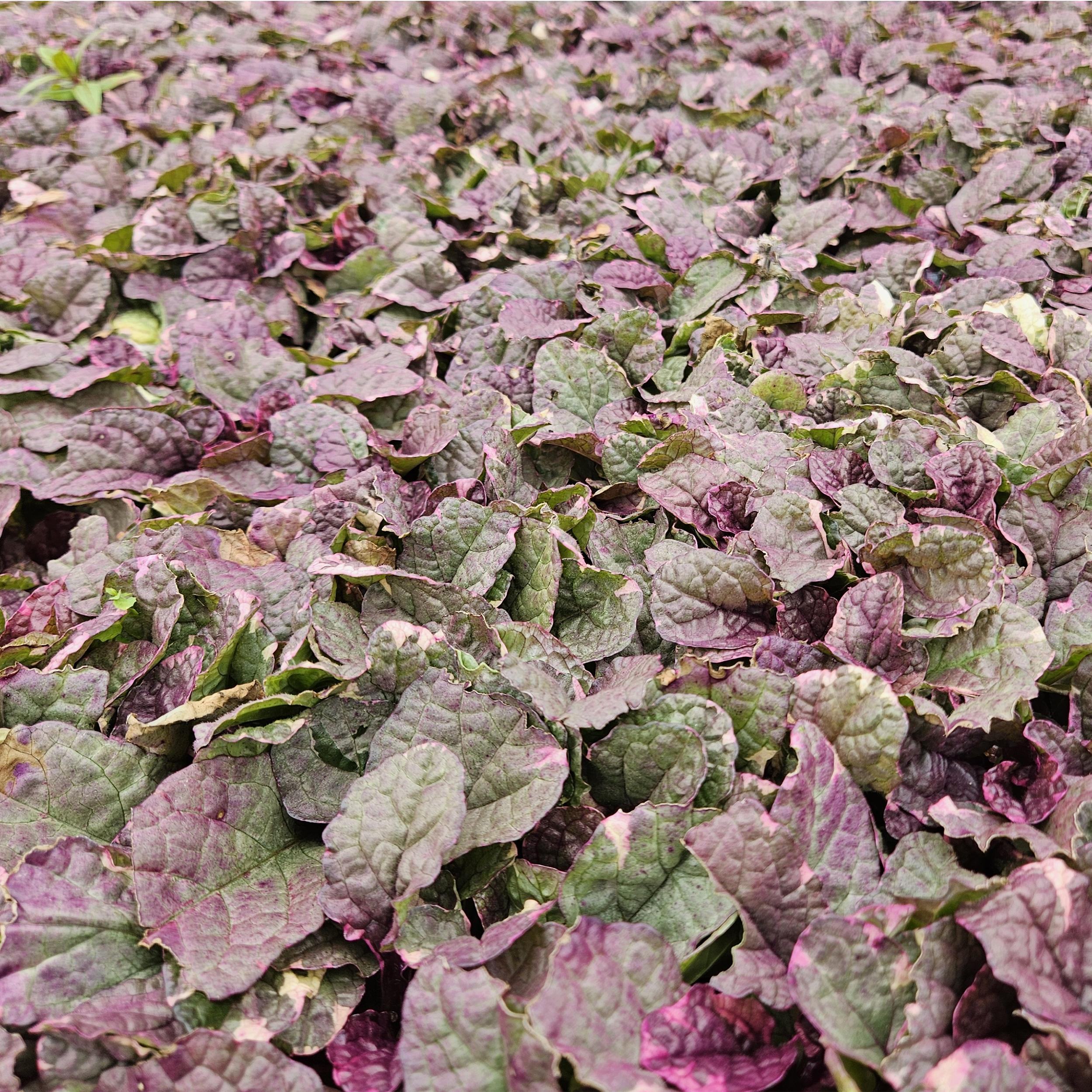 Garden basics 60x Ajuga reptans 'Burgundy Glow' - ↕10-25cm - Ø9cm (47573)