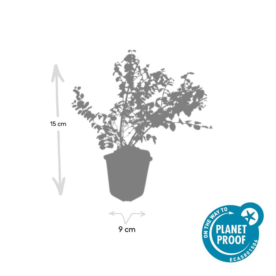 Garden basics 60x Symphoricarpos ch. 'Hancock' - ↕10-25cm - Ø9cm (48004)