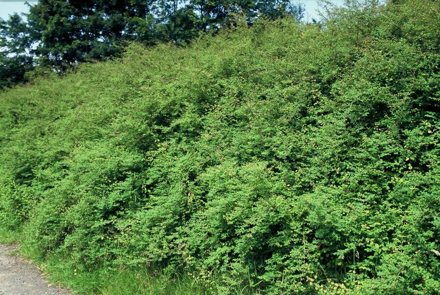 Garden basics 60x Symphoricarpos ch. 'Hancock' - ↕10-25cm - Ø9cm (48004)