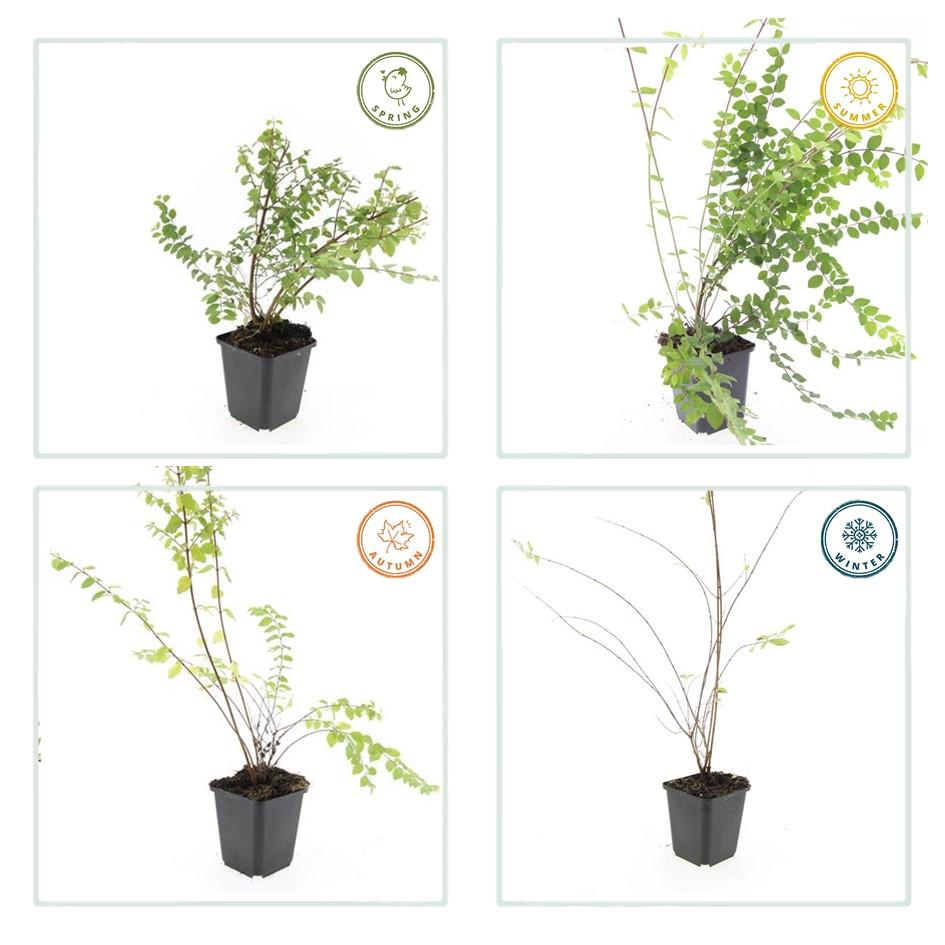 Garden basics 60x Symphoricarpos ch. 'Hancock' - ↕10-25cm - Ø9cm (48004)