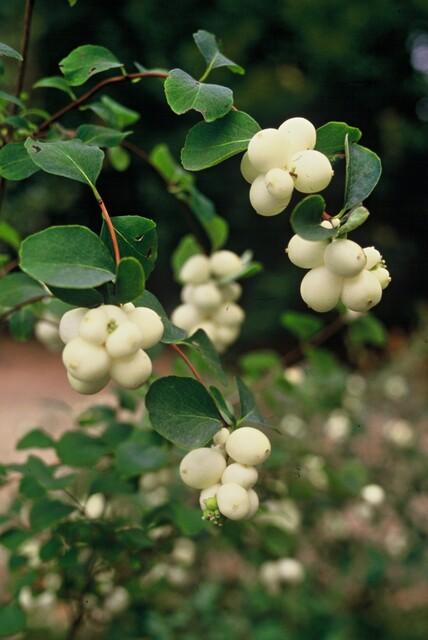 Garden basics 60x Symphoricarpos ch. 'Hancock' - ↕10-25cm - Ø9cm (48004)