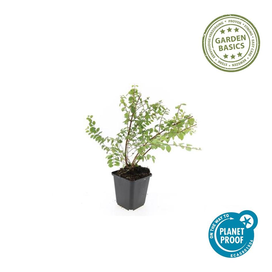 Garden basics 60x Symphoricarpos ch. 'Hancock' - ↕10-25cm - Ø9cm (48004)