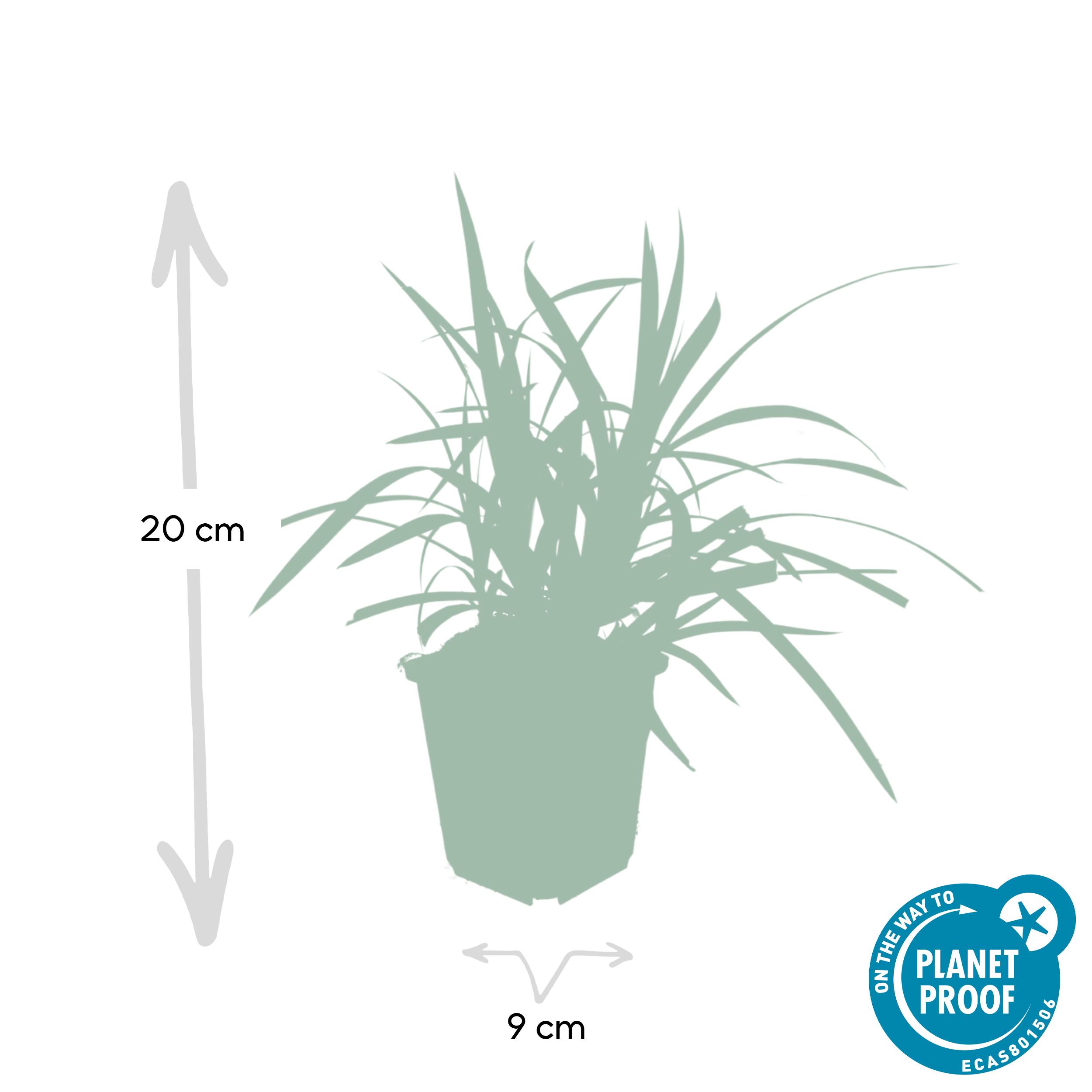 Garden basics 6x Carex morrowii 'Irish Green' - ↕10-25cm - Ø9cm (47646)