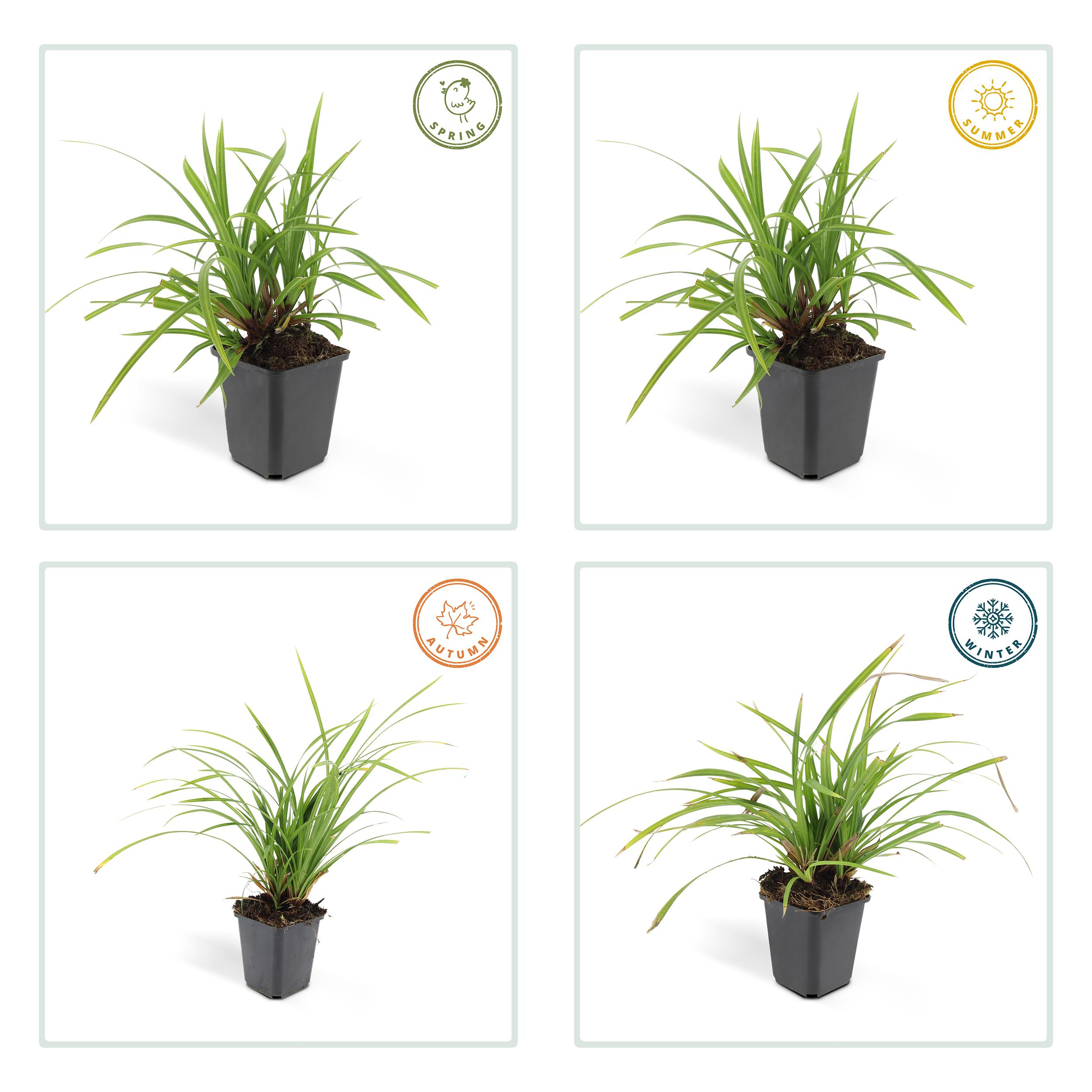 Garden basics 6x Carex morrowii 'Irish Green' - ↕10-25cm - Ø9cm (47646)