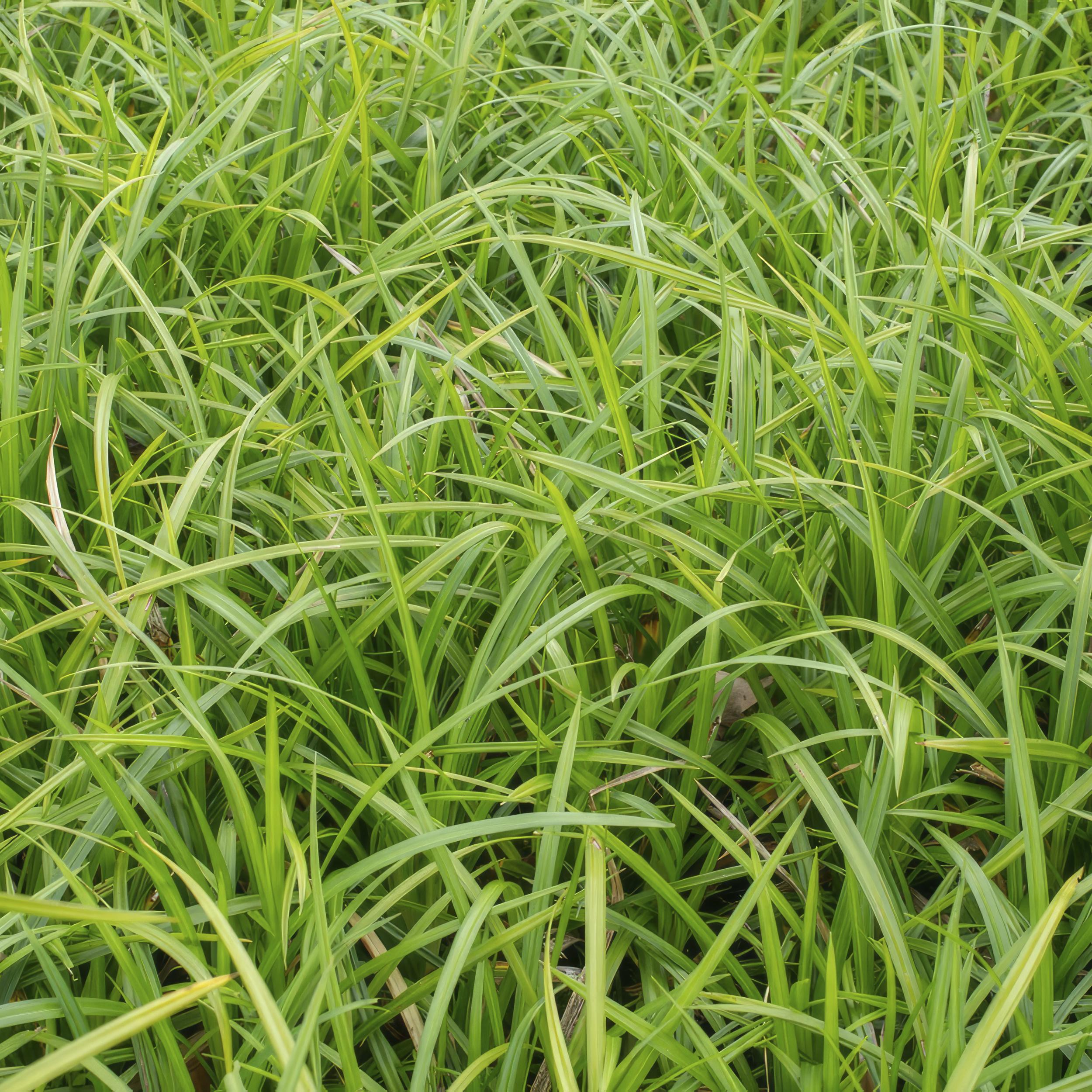 Garden basics 6x Carex morrowii 'Irish Green' - ↕10-25cm - Ø9cm (47646)