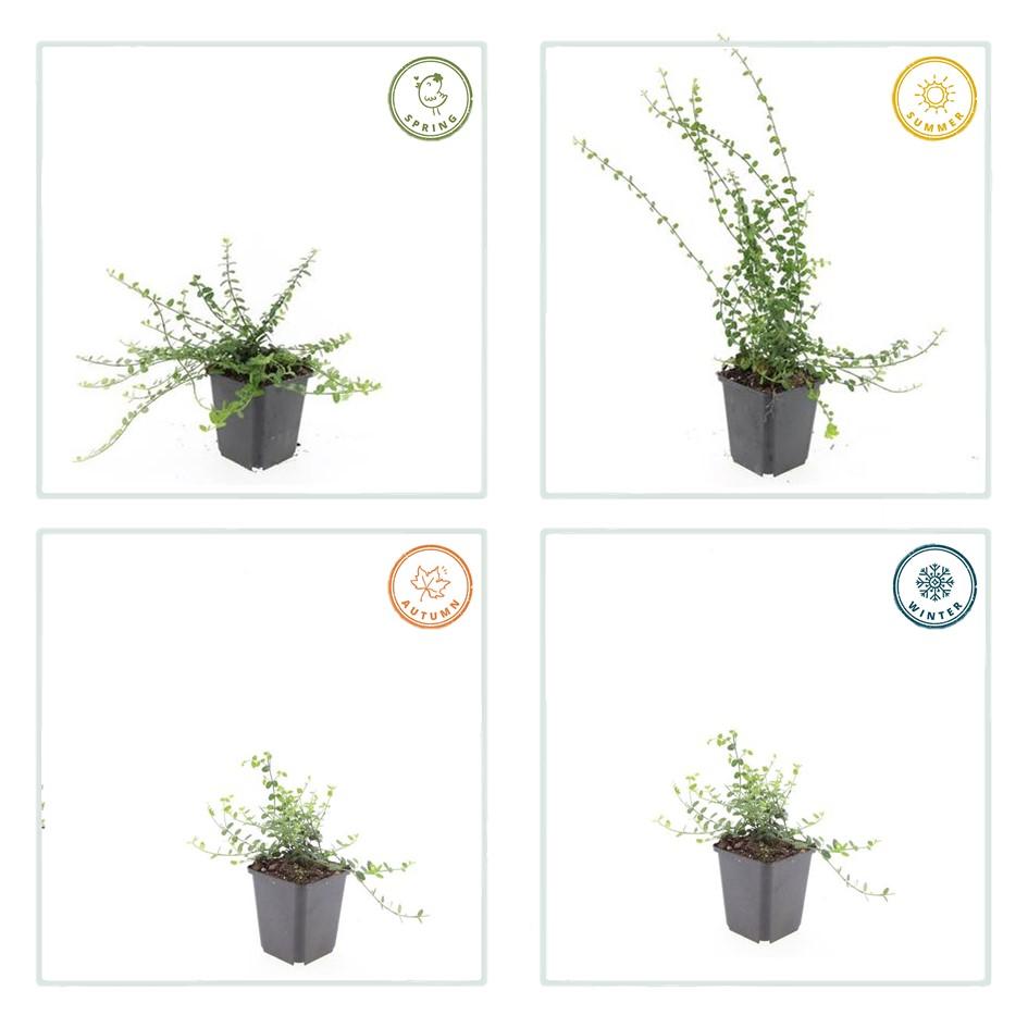 Garden basics 6x Euonymus fort. 'Minimus' - ↕10-25cm - Ø9cm (47713)