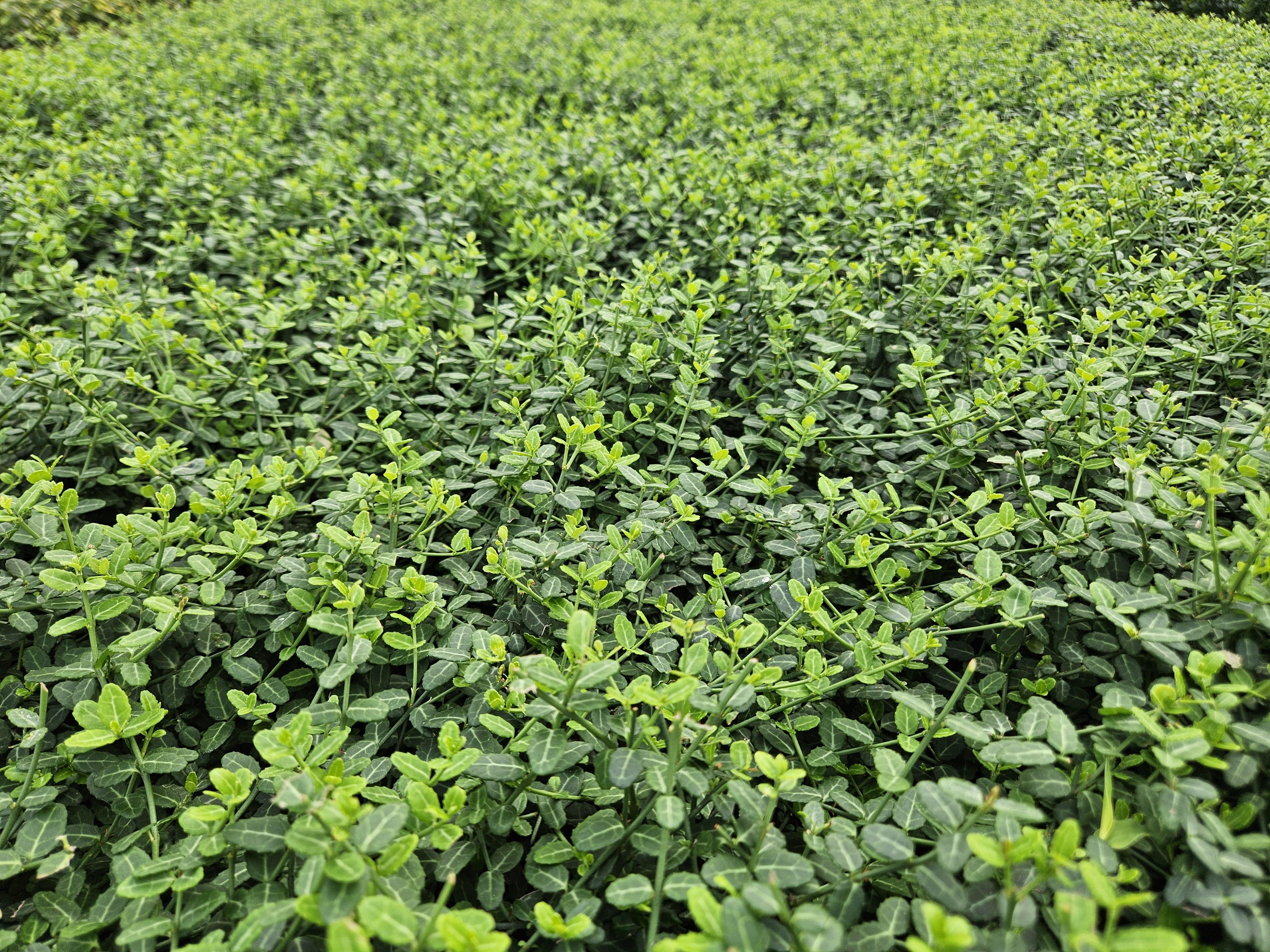 Garden basics 6x Euonymus fort. 'Minimus' - ↕10-25cm - Ø9cm (47713)