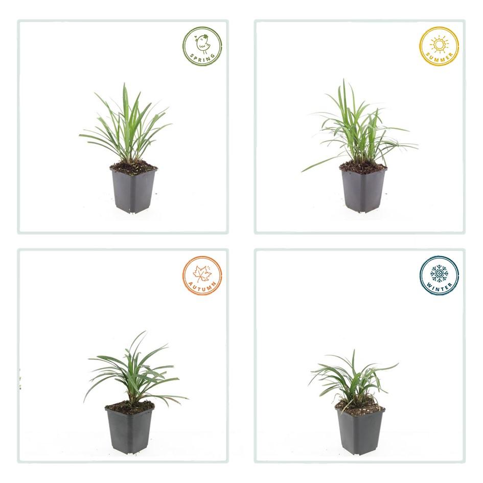 Garden basics 6x Liriope muscari 'Monroe White' - ↕10-25cm - Ø9cm (47906)