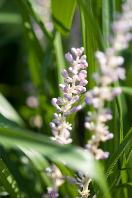 Garden basics 6x Liriope muscari 'Monroe White' - ↕10-25cm - Ø9cm (47906)