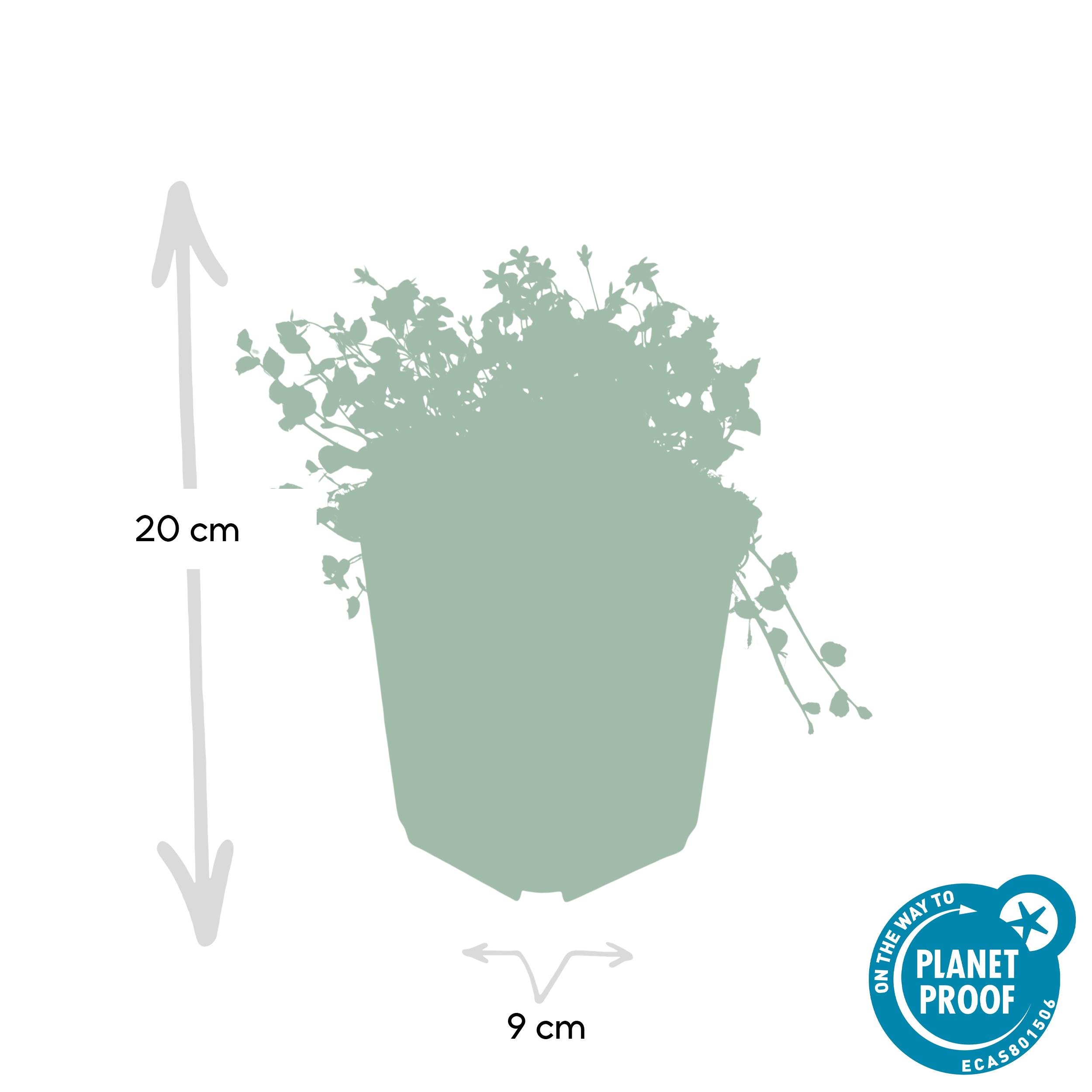 Garden basics 48x Isotoma fluviatilis - ↕10-25cm - Ø9cm (50454)