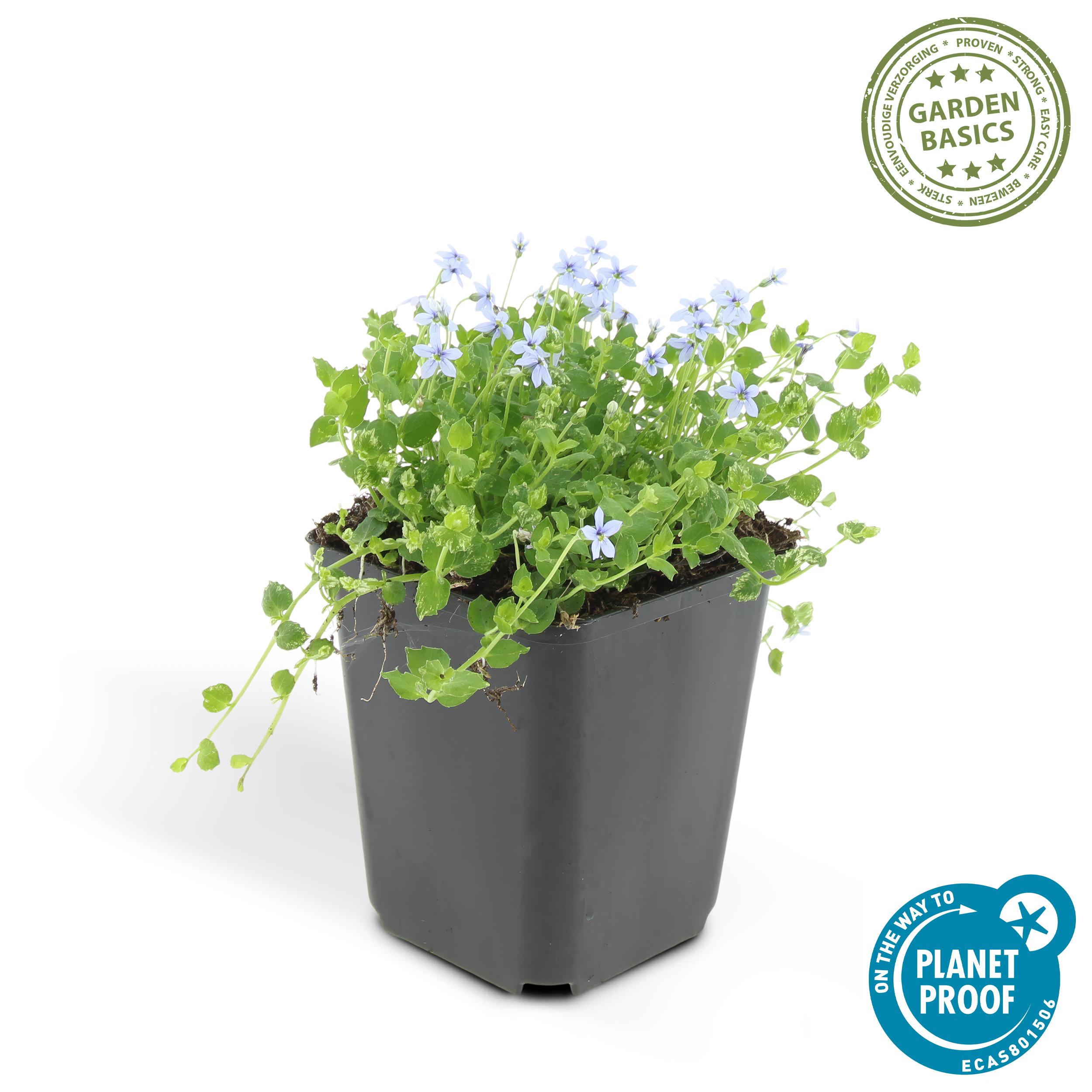 Garden basics 48x Isotoma fluviatilis - ↕10-25cm - Ø9cm (50454)