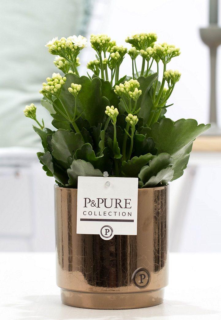 Kalanchoe White In P&PURE Juliette Ceramics Goldbronze (53365)