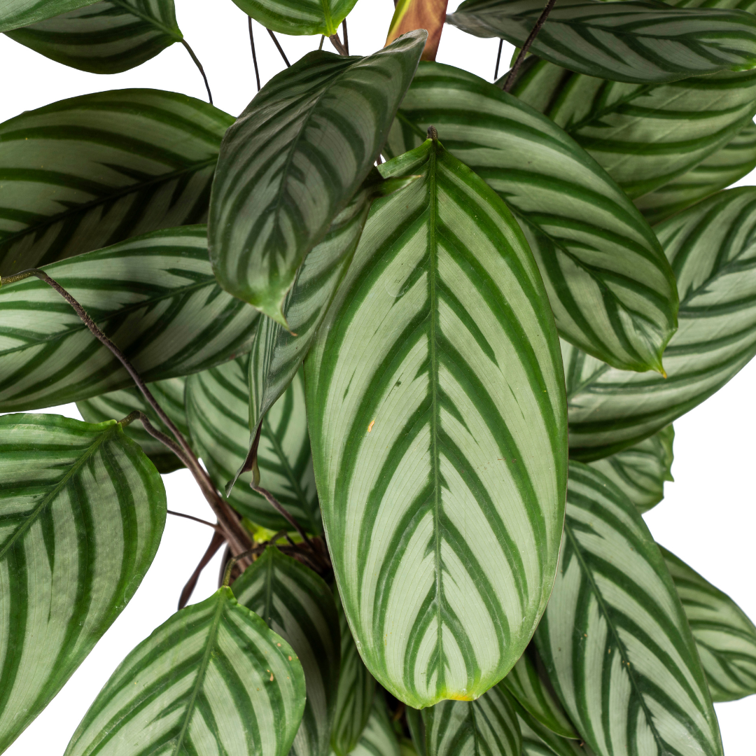 Calathea Oppenheimiana Ø24cm - ↕80 (4250308317034)