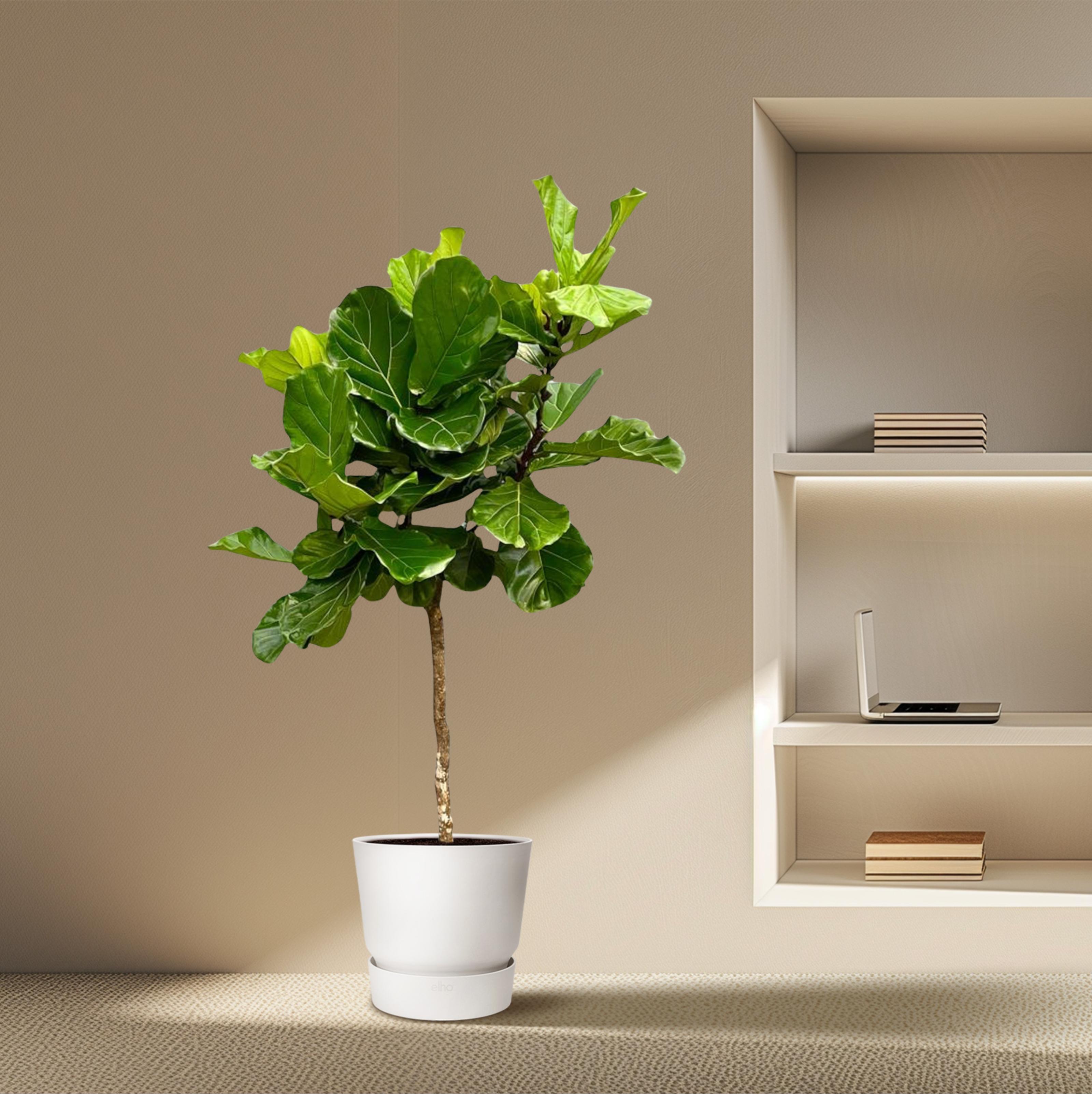 Ficus Lyrata boom XXL - 200 cm - ø40 (8721055693451)