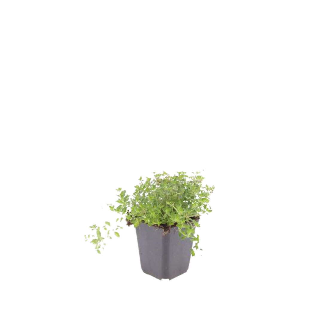Garden basics 48x thymus serpyllum - ↕10-25cm - Ø9cm (54774)