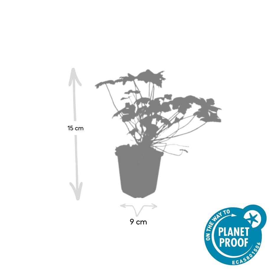 Garden basics 12x Geranium macr. 'Czakor' - ↕10-25cm - Ø9cm (47783)