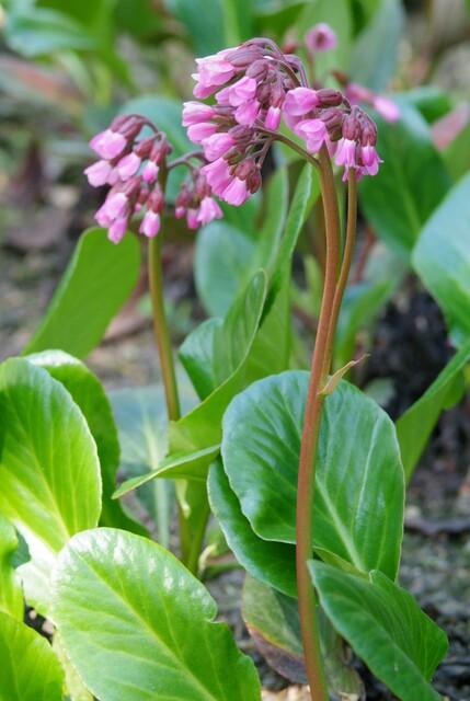 Garden basics 12x Bergenia cordifolia 'Herbstblüte' - ↕10-25cm - Ø9cm (47606)