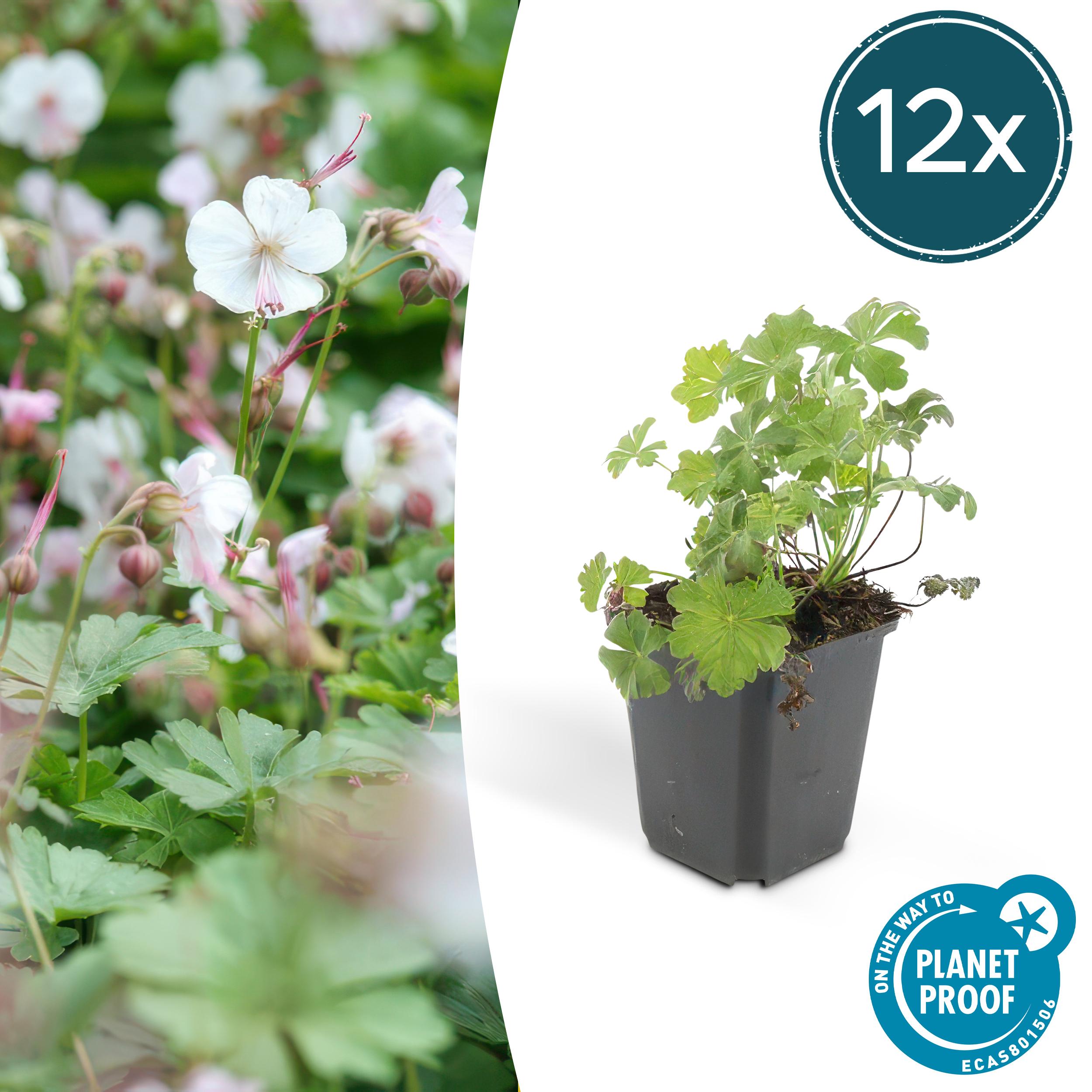 Garden basics 12x Geranium cant. 'Biokovo' - ↕10-25cm - Ø9cm (47768)