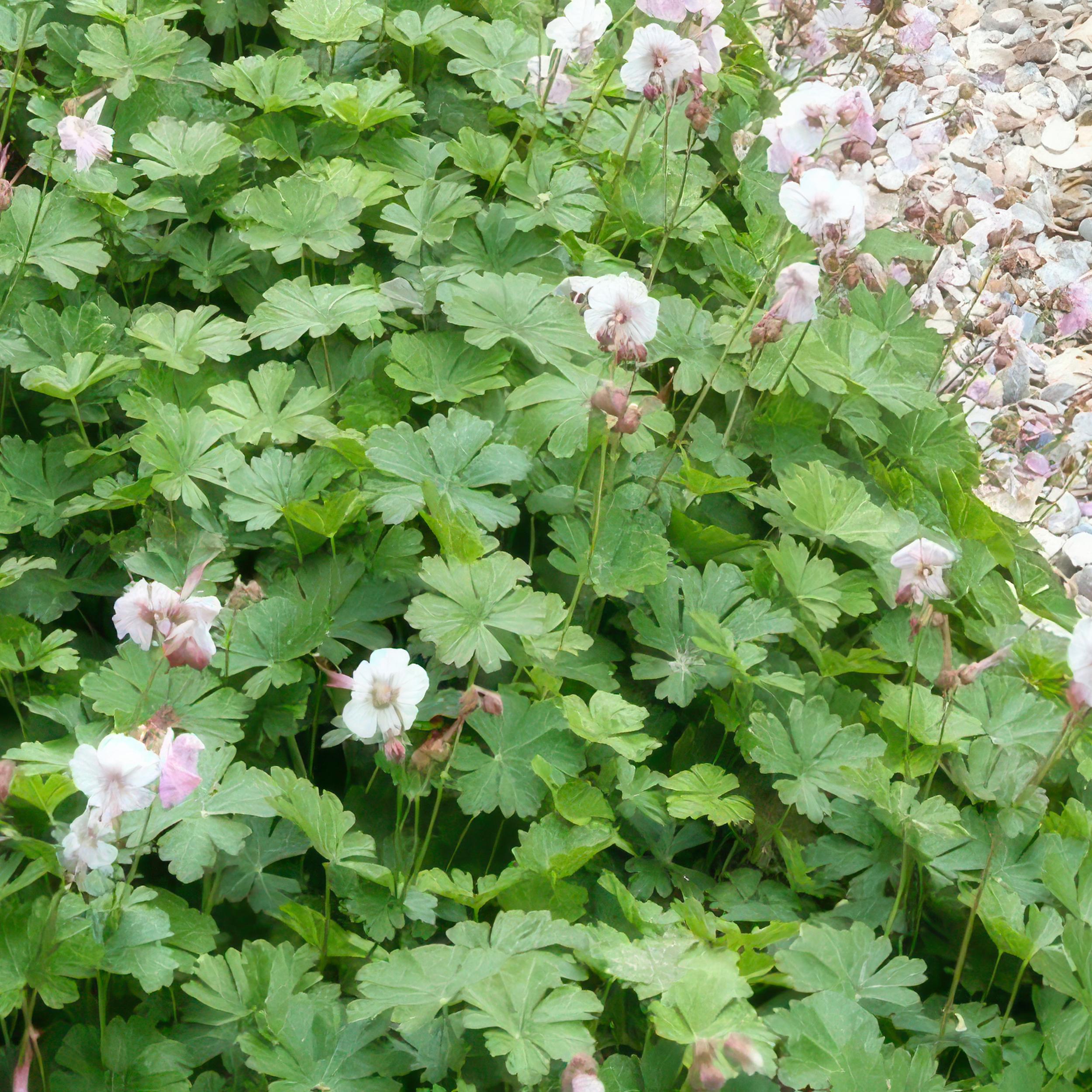 Garden basics 12x Geranium cant. 'Biokovo' - ↕10-25cm - Ø9cm (47768)