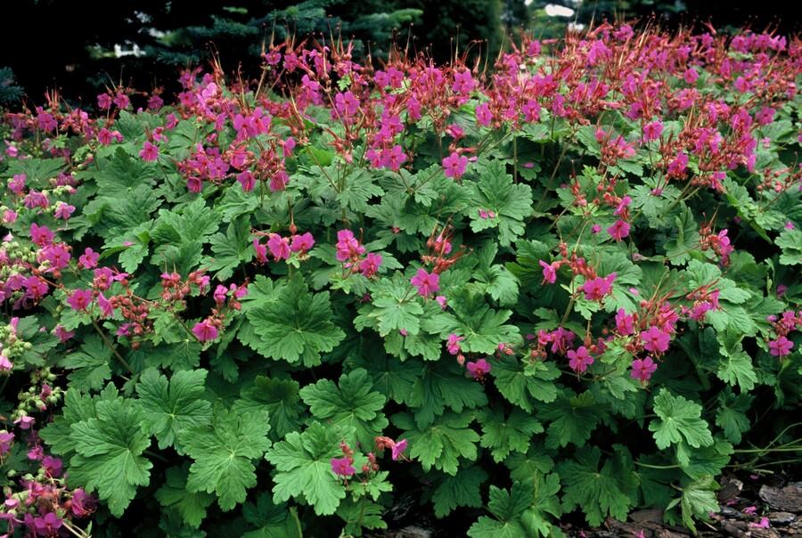 Garden basics 60x Geranium macr. 'Czakor' - ↕10-25cm - Ø9cm (47786)