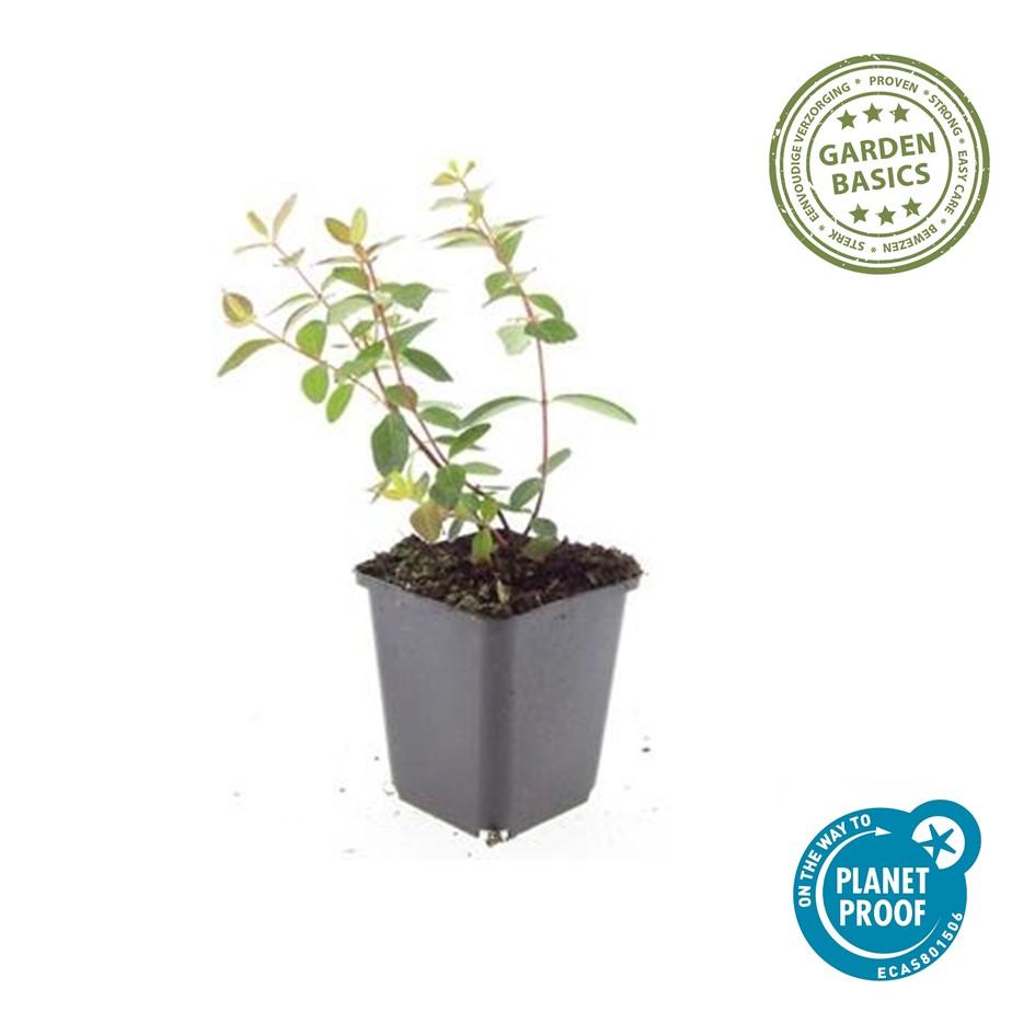 Garden basics 12x Hypericum dummeri 'Peter Dummer' - ↕10-25cm - Ø9cm (47827)