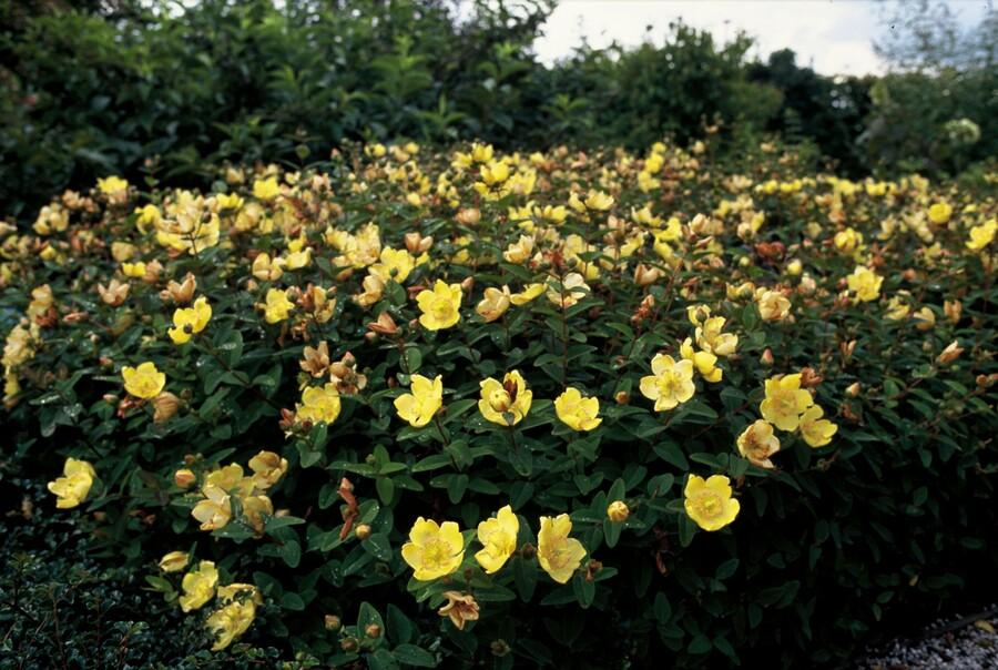 Garden basics 12x Hypericum dummeri 'Peter Dummer' - ↕10-25cm - Ø9cm (47827)
