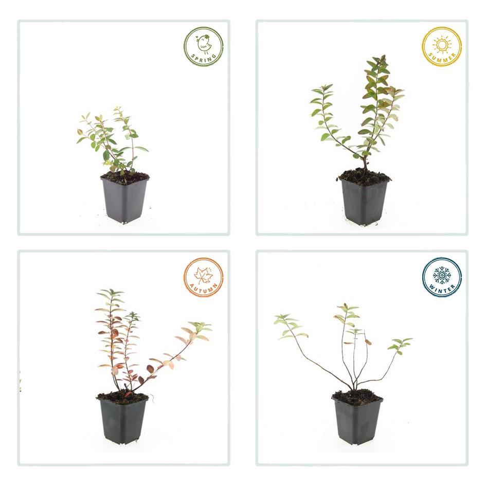 Garden basics 12x Hypericum dummeri 'Peter Dummer' - ↕10-25cm - Ø9cm (47827)