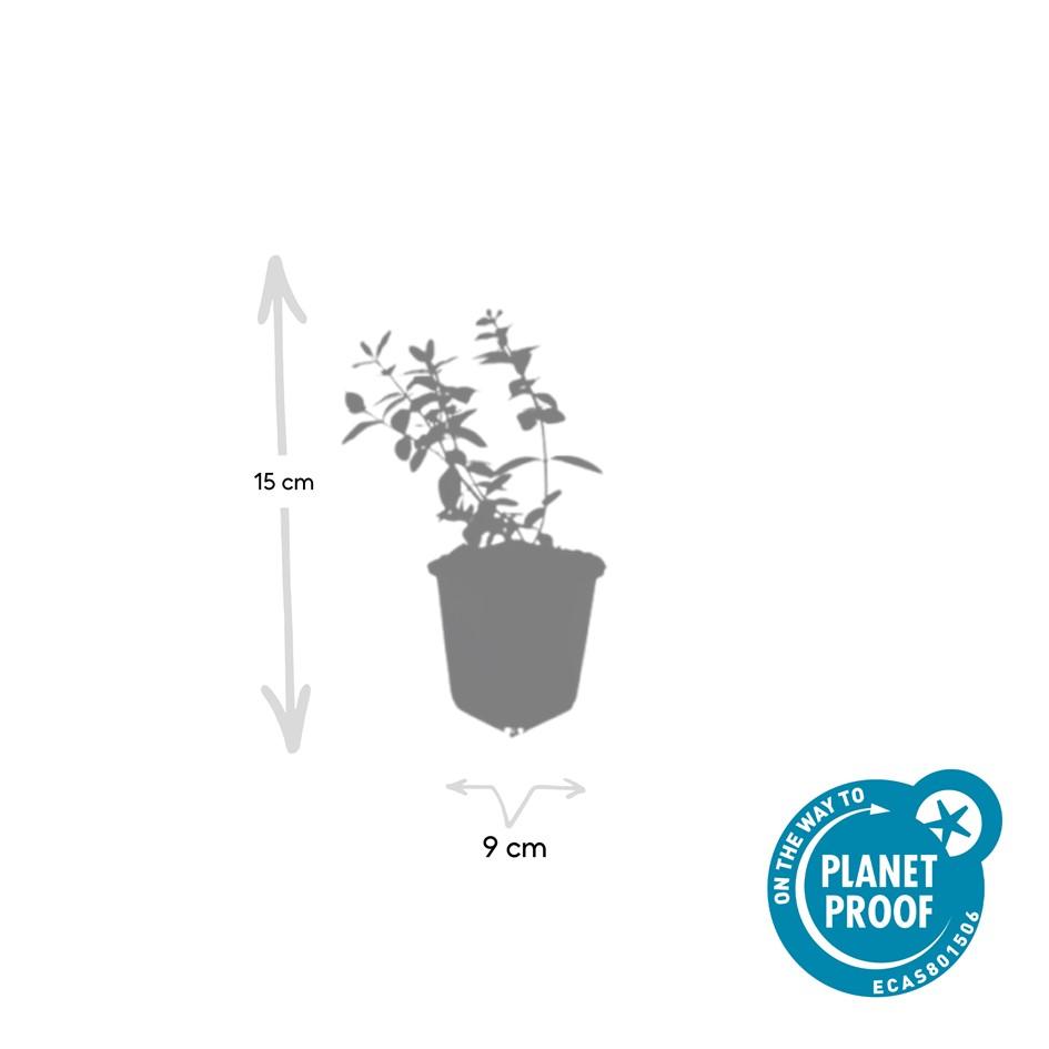 Garden basics 12x Hypericum dummeri 'Peter Dummer' - ↕10-25cm - Ø9cm (47827)
