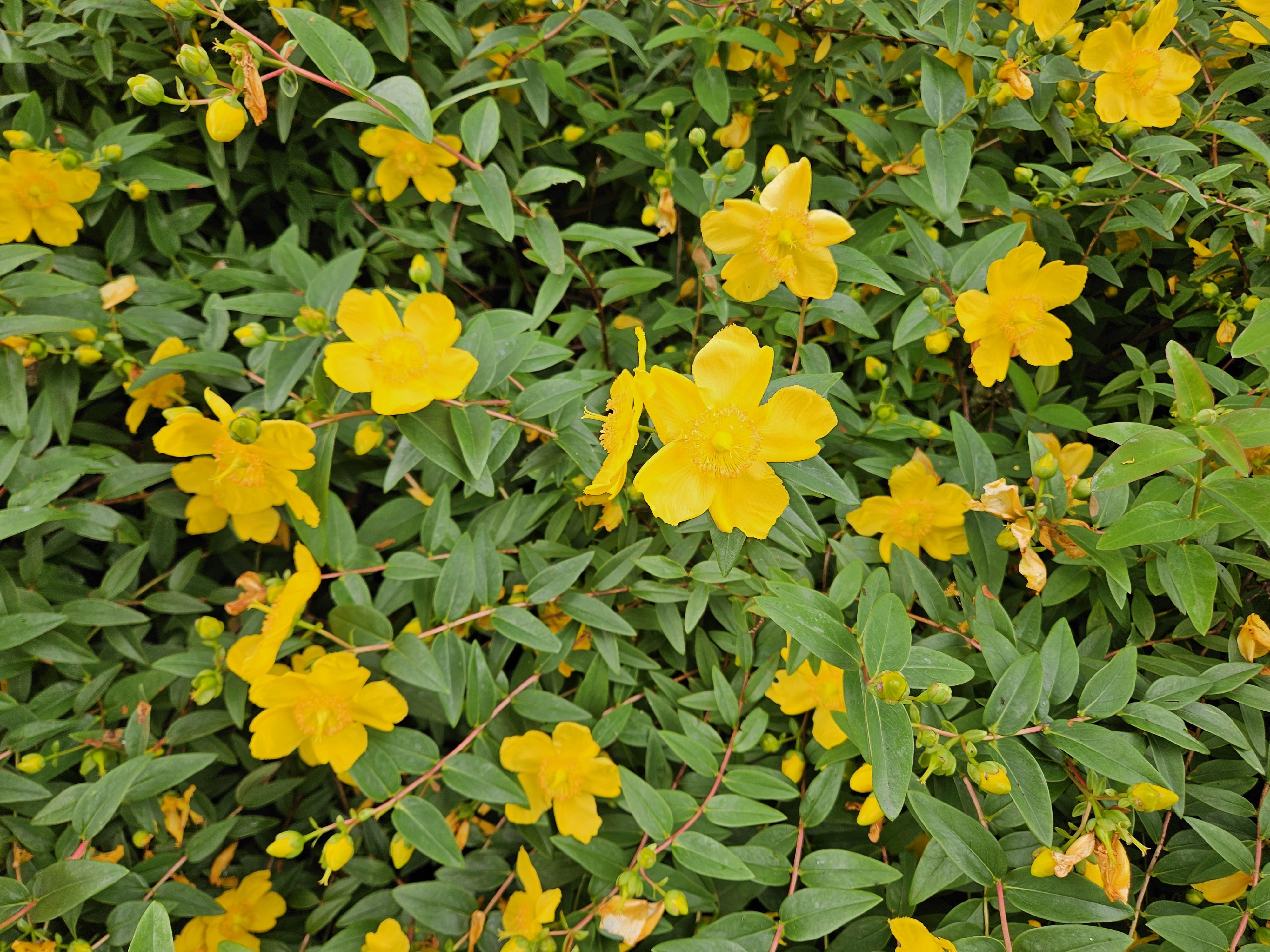 Garden basics 12x Hypericum dummeri 'Peter Dummer' - ↕10-25cm - Ø9cm (47827)