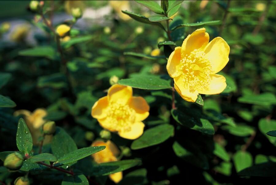 Garden basics 12x Hypericum dummeri 'Peter Dummer' - ↕10-25cm - Ø9cm (47827)