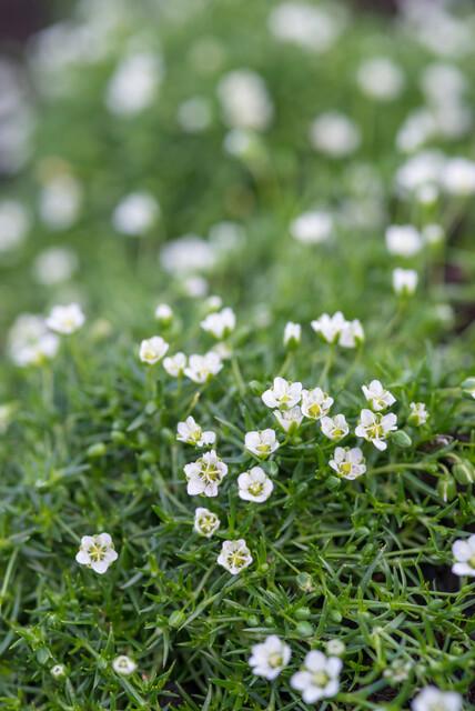 Garden basics 6x Sagina subulata - ↕10-25cm - Ø9cm (47980)