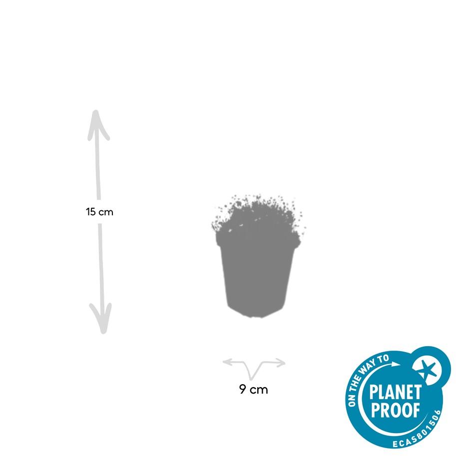 Garden basics 6x Sagina subulata - ↕10-25cm - Ø9cm (47980)