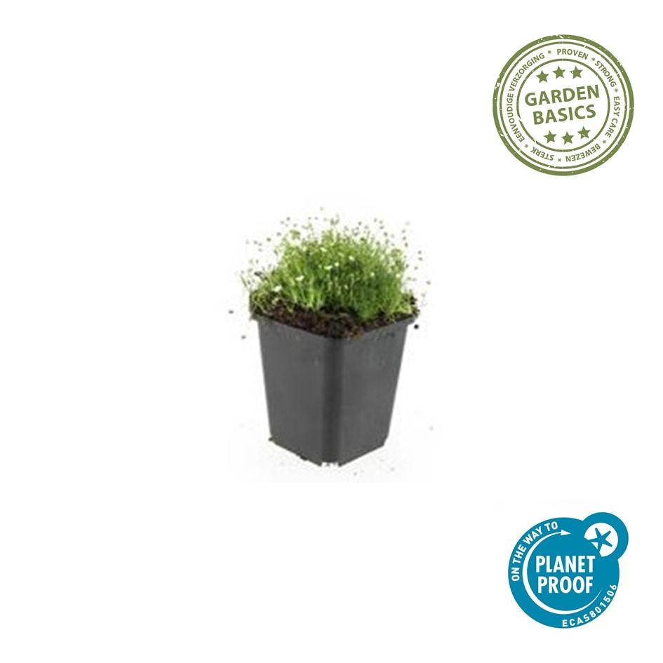 Garden basics 6x Sagina subulata - ↕10-25cm - Ø9cm (47980)