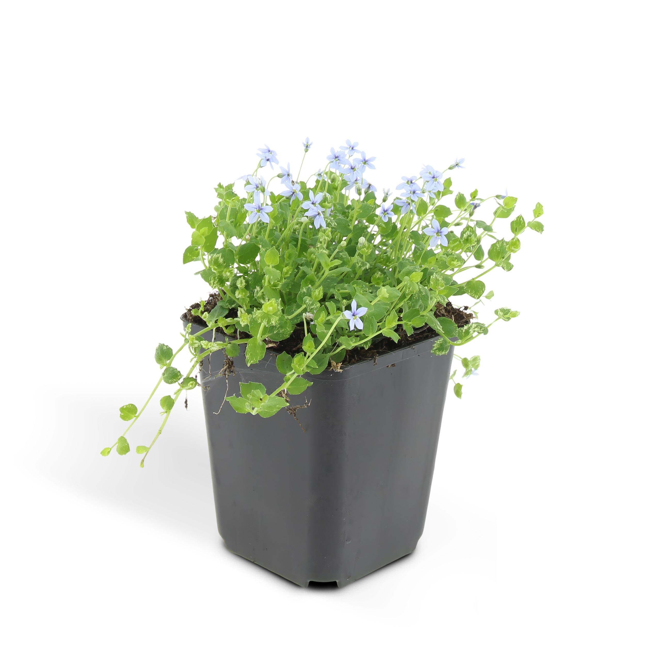 Garden basics 6x Isotoma fluviatilis - ↕10-25cm - Ø9cm (47861)