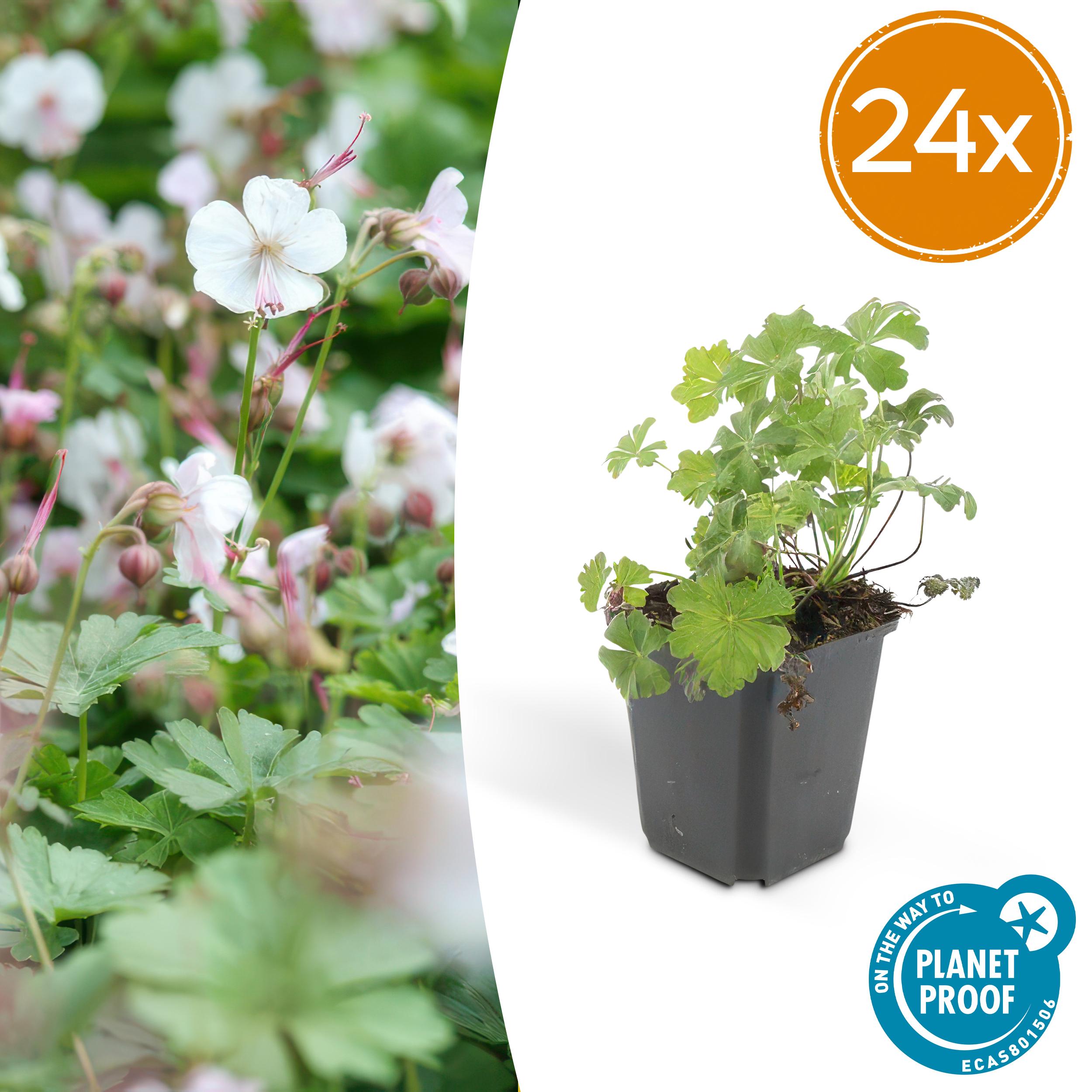 Garden basics 24x Geranium cant. 'Biokovo' - ↕10-25cm - Ø9cm (50416)