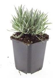 Garden basics 24x Lavandula int. 'Edelweiss' - ↕10-25cm - Ø9cm (50462)