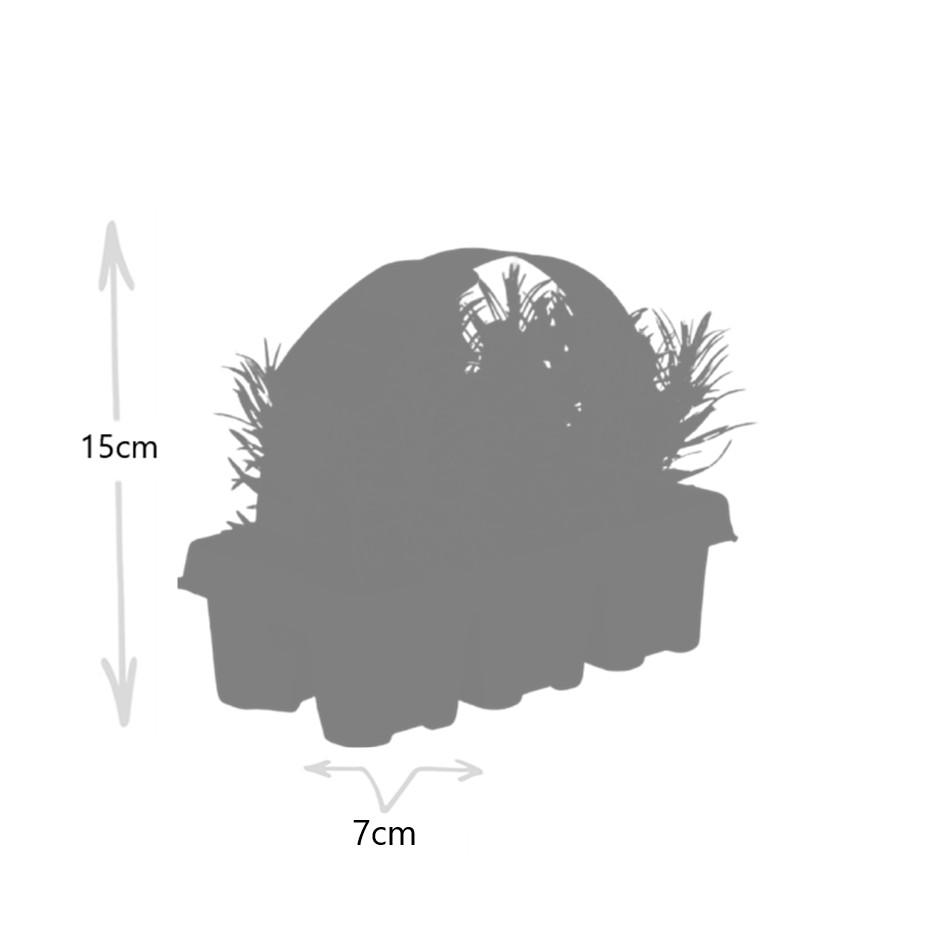 Premium basics 4x 6 pack Lavendel angustifolia - Ø7 cm (48269)
