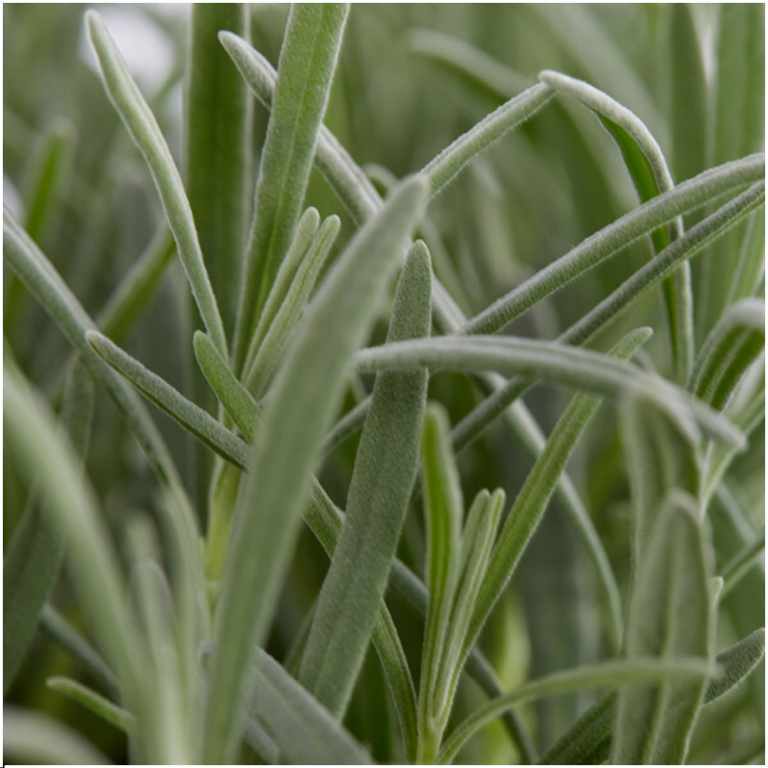 Premium basics 4x 6 pack Lavendel angustifolia - Ø7 cm (48269)